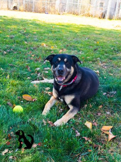 Enlarge Jax, a Adoptable mixed breed in Shohola, PA image 3/3