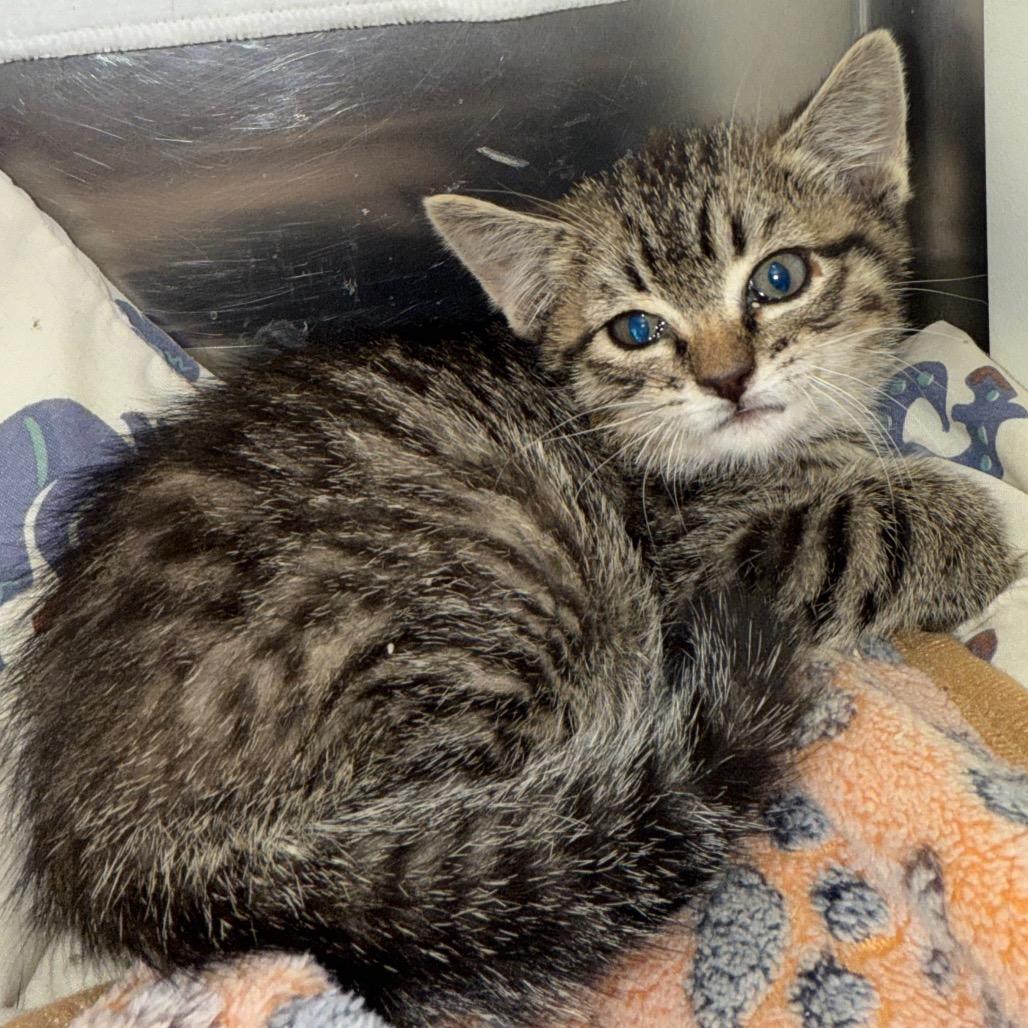 Enlarge Charlie, a Adoptable Domestic Short Hair in Cedaredge, CO image 1/1