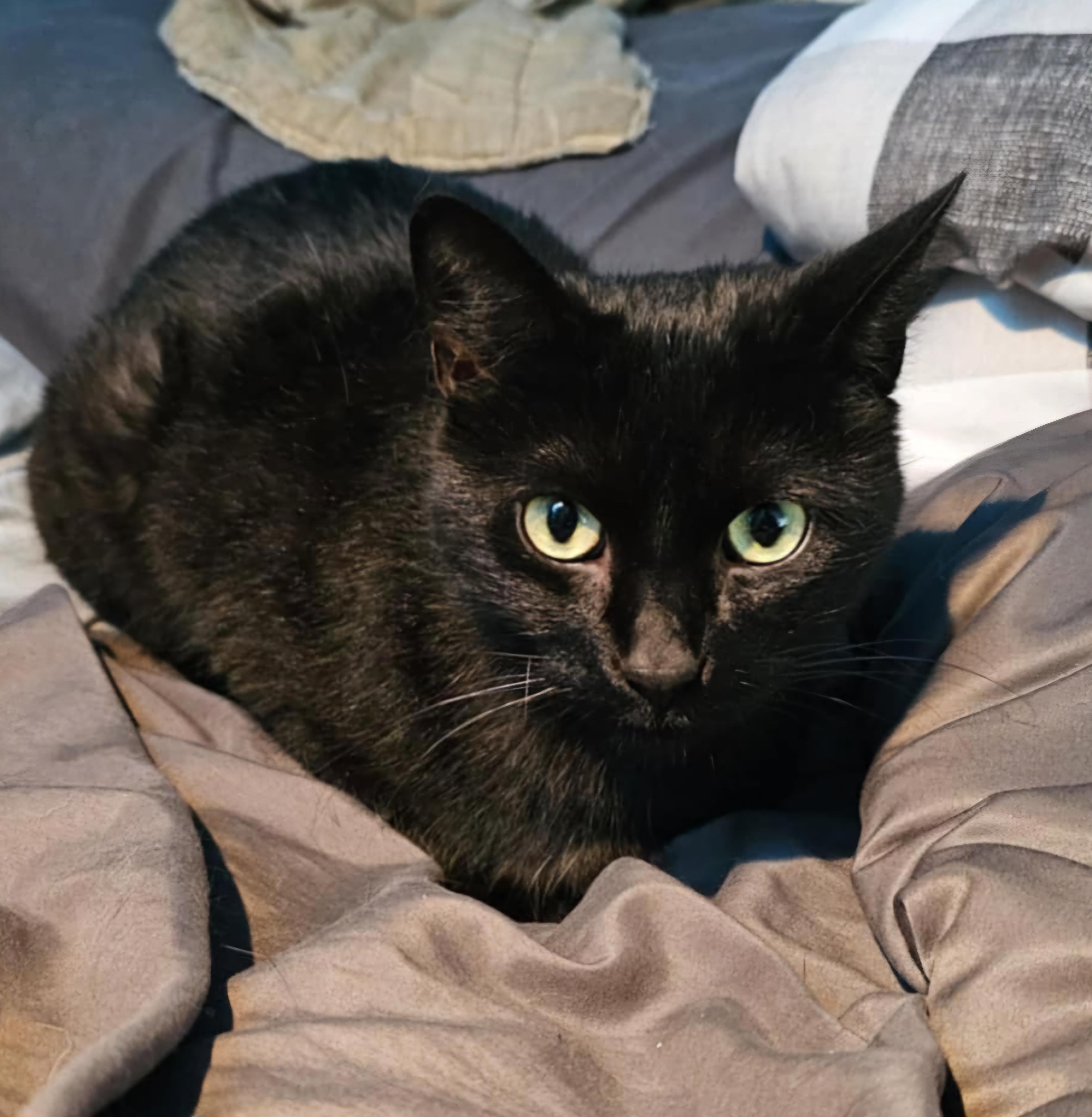 Squash **COURTESY POST**, Adopted, Adult Female Domestic Short Hair.