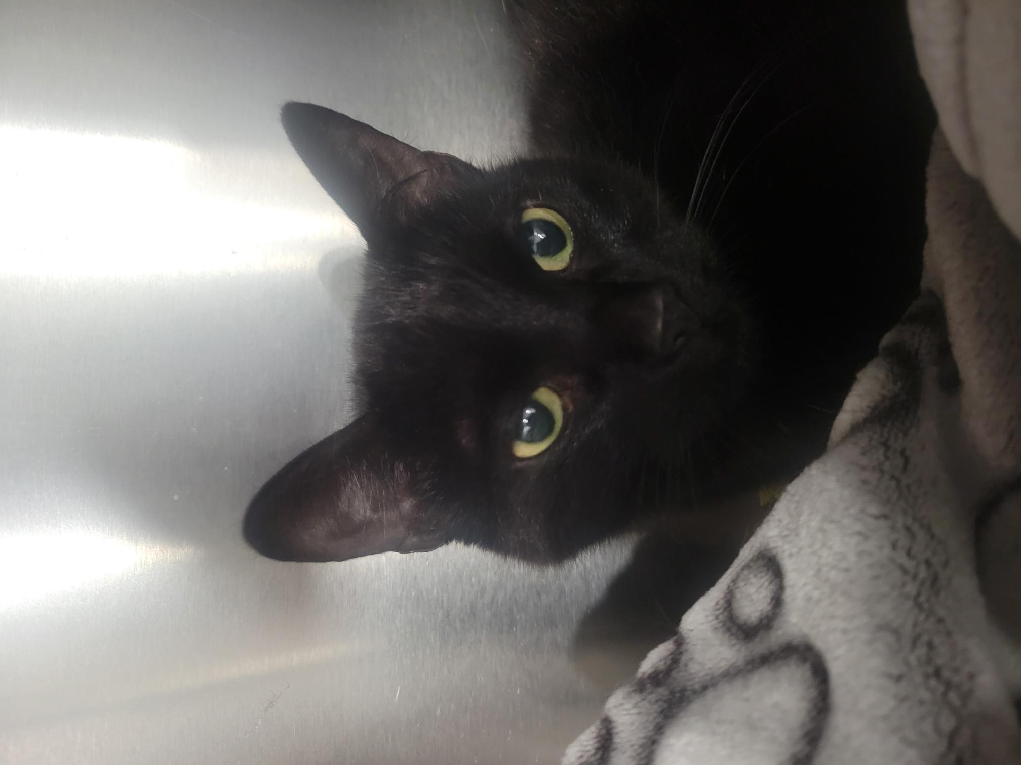 Enlarge Squash **COURTESY POST**, a Adopted Domestic Short Hair in Vaudreuil-Dorion, QC image 2/2