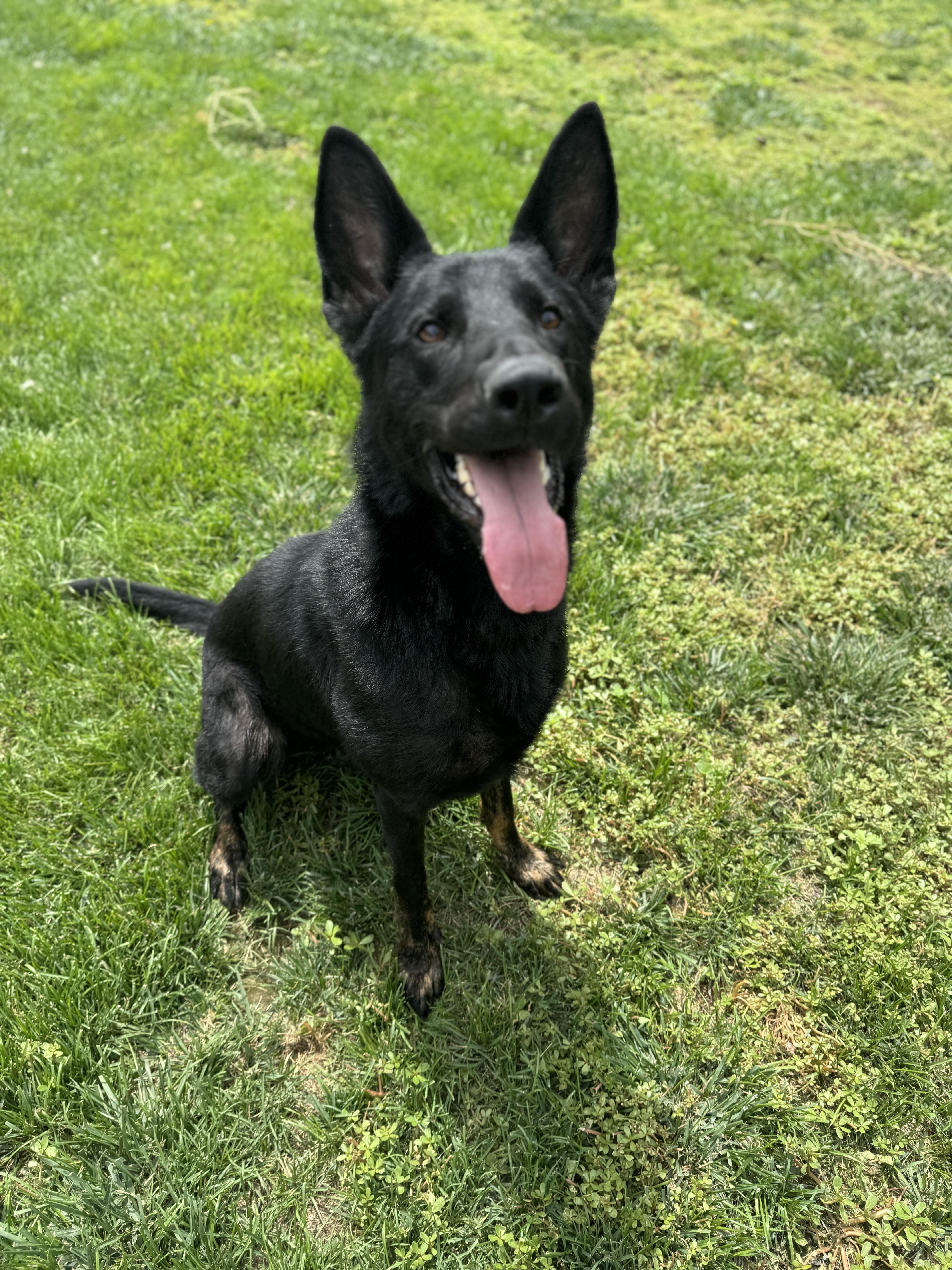 Jack, a Adoptable mixed breed in Quincy, WA image 1/3