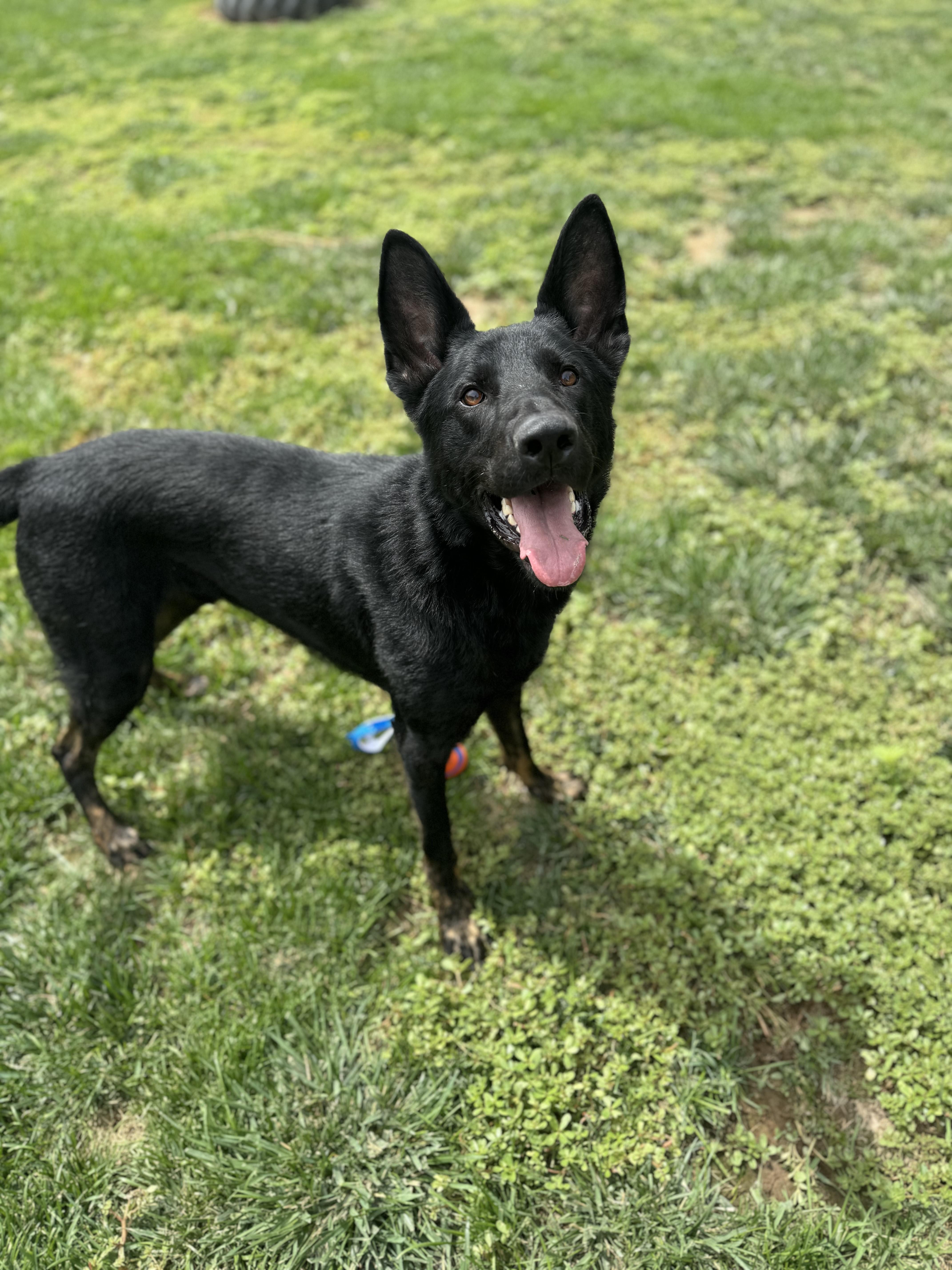 Jack, a Adoptable mixed breed in Quincy, WA image 2/3