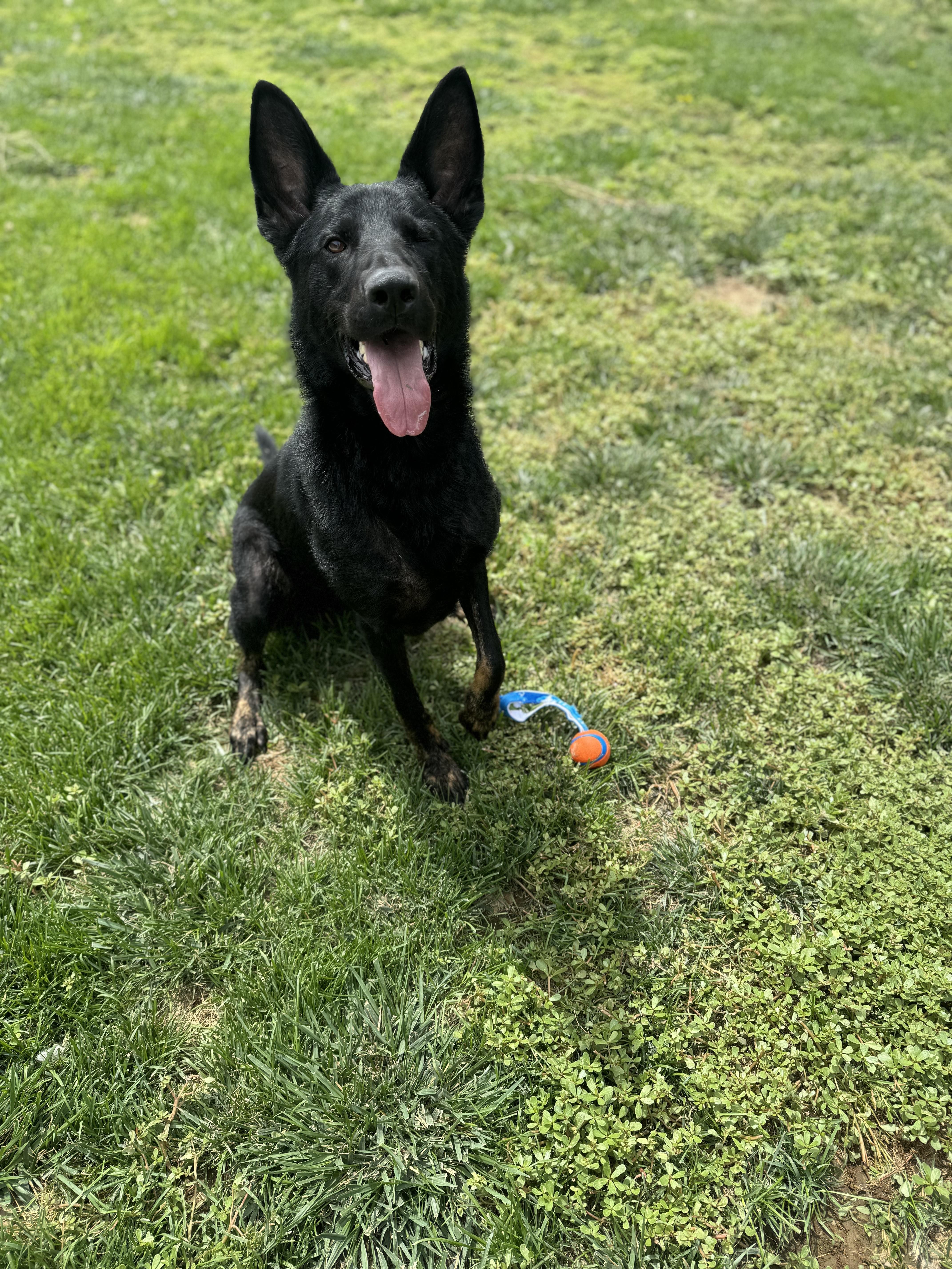 Jack, a Adoptable mixed breed in Quincy, WA image 3/3