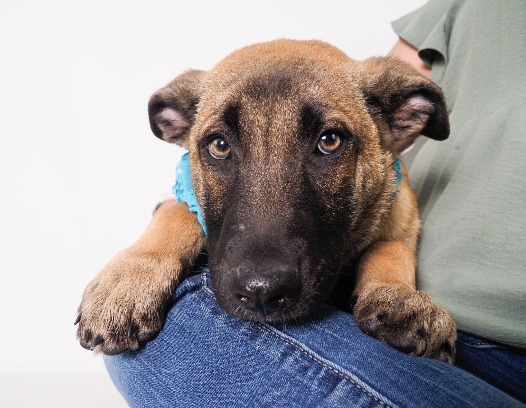 Enlarge Smokey, a ADOPTABLE mixed breed in PHOENIX, AZ image 2/5