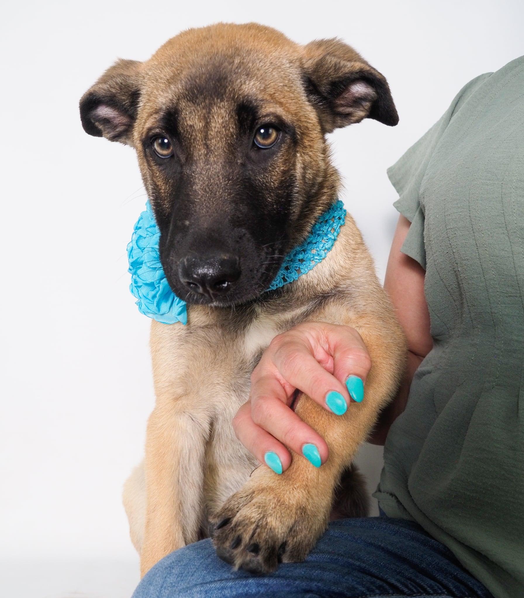 Smokey, ADOPTABLE, Puppy Female Shepherd & German Shepherd Dog.
