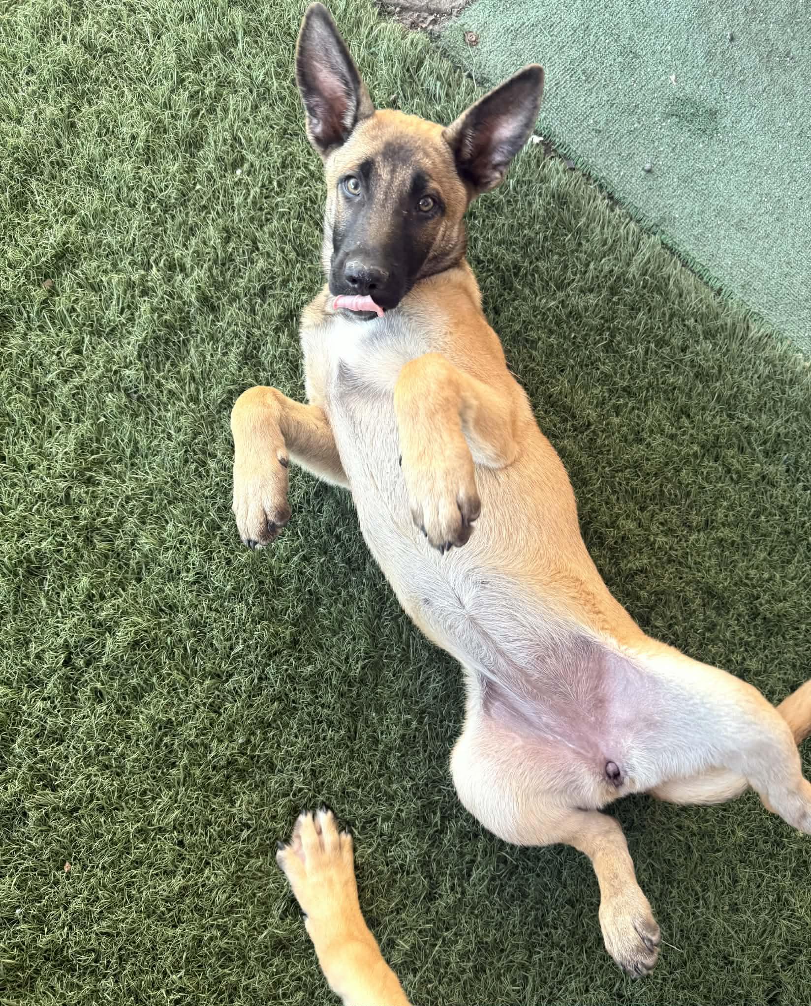 Enlarge Smokey, a ADOPTABLE mixed breed in PHOENIX, AZ image 3/5