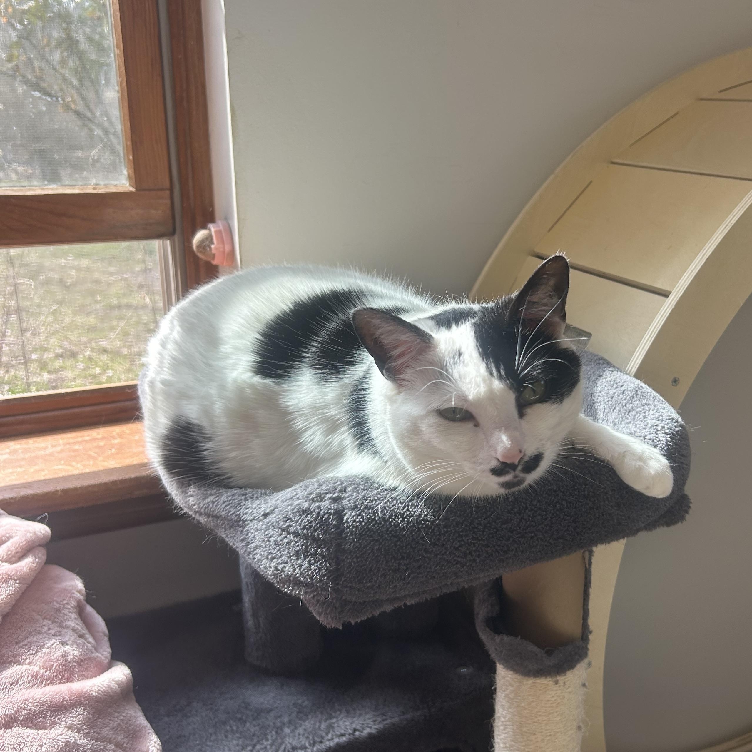 Enlarge Bessy, a Adoptable Domestic Short Hair in AQUEBOGUE, NY image 2/4