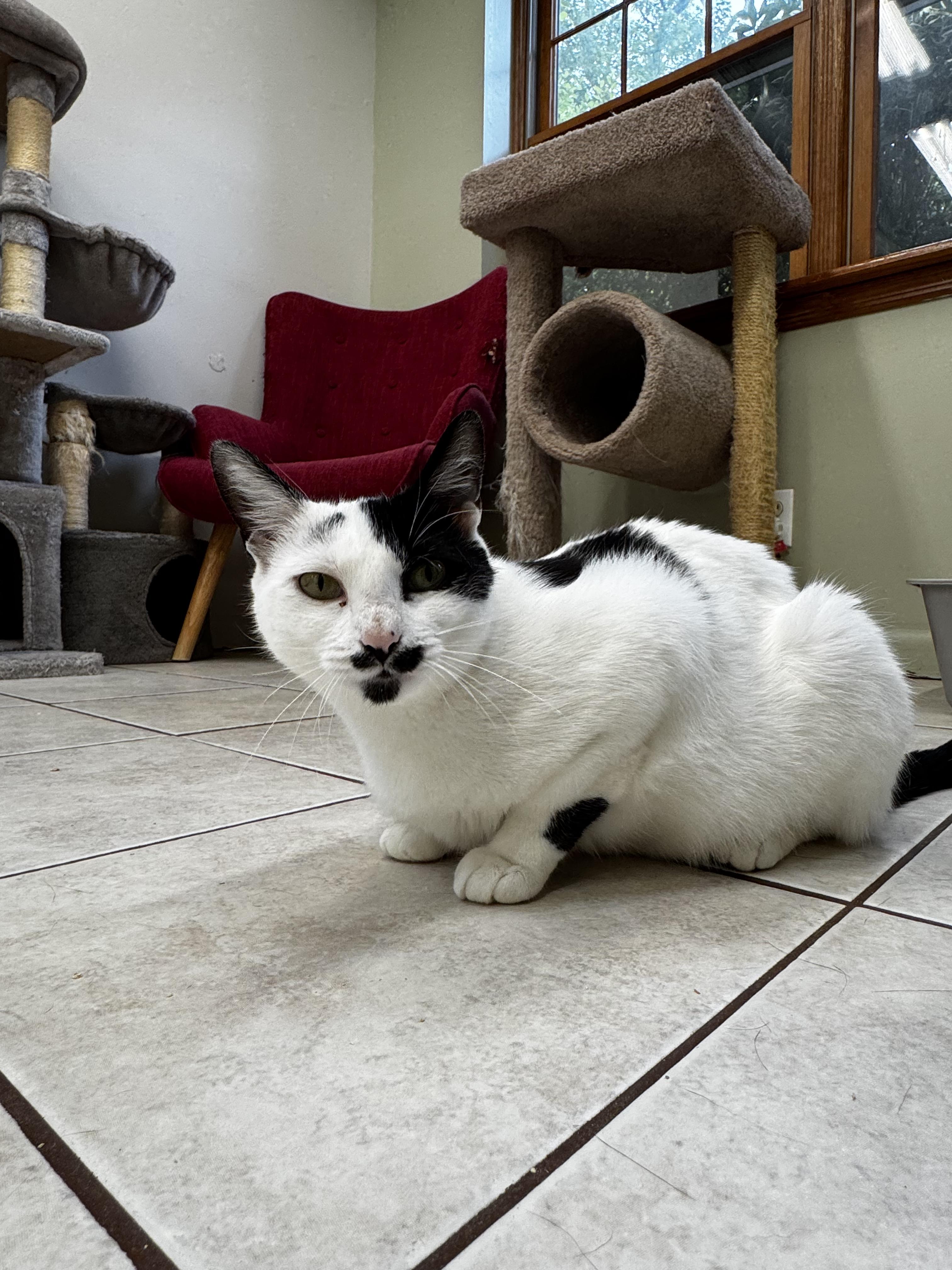 Bessy, Adoptable, Adult Female Domestic Short Hair.