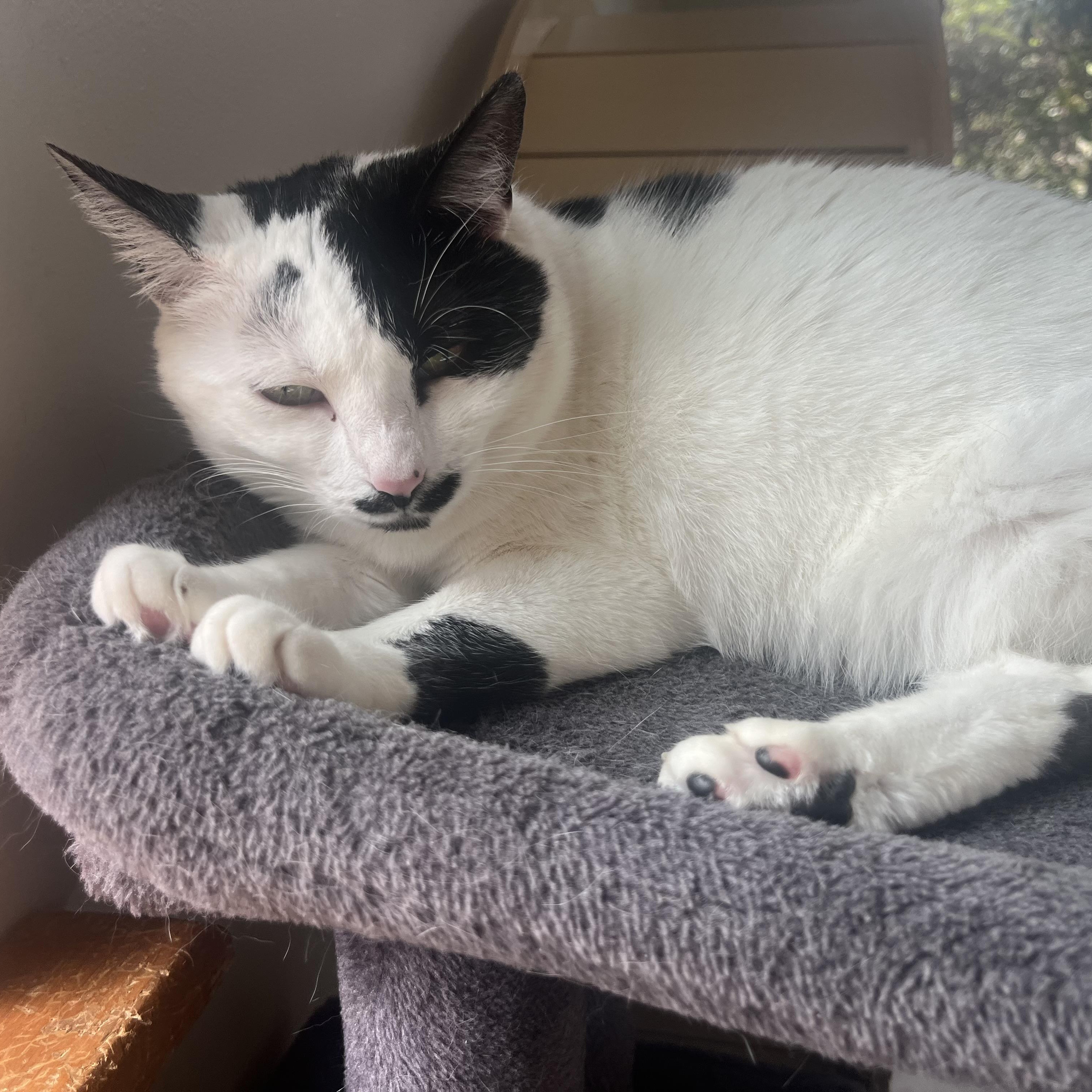 Enlarge Bessy, a Adoptable Domestic Short Hair in AQUEBOGUE, NY image 4/4