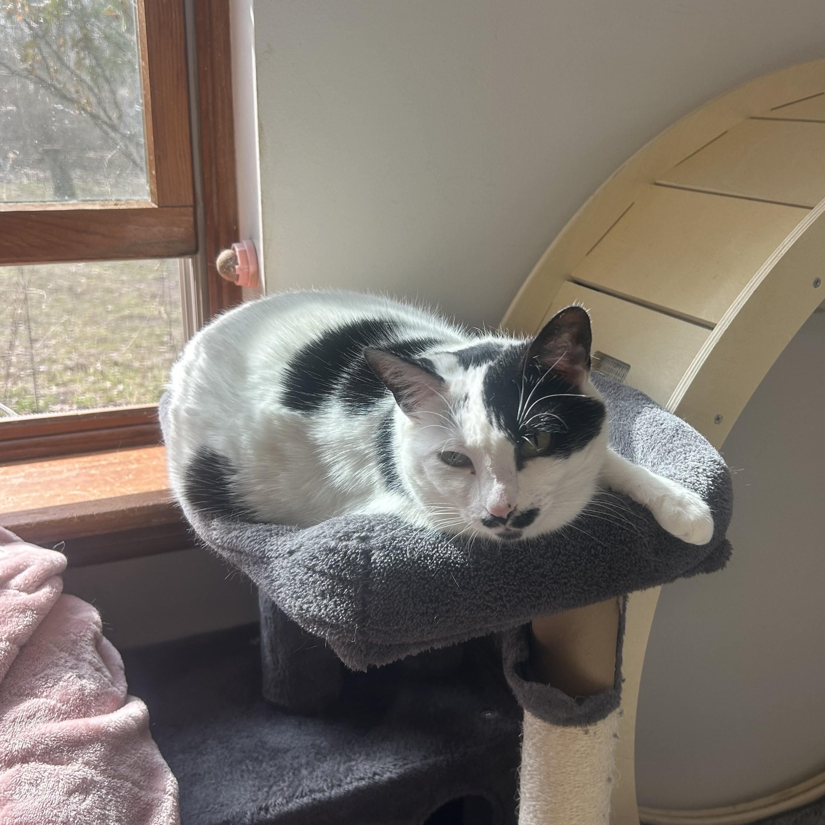 Enlarge Bessy, a Adoptable Domestic Short Hair in AQUEBOGUE, NY image 1/4