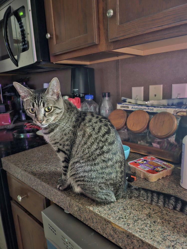 Dory, a Adoptable Domestic Short Hair in O'Fallon, MO image 1/3