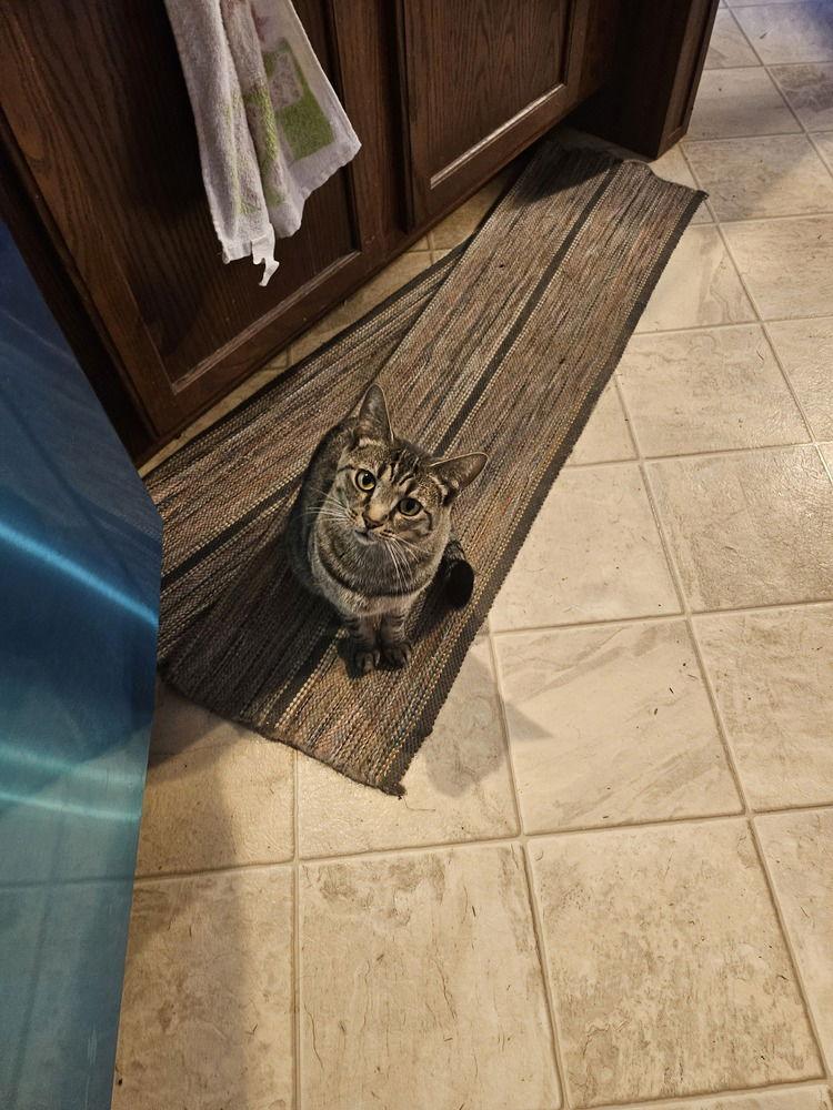 Dory, a Adoptable Domestic Short Hair in O'Fallon, MO image 3/3