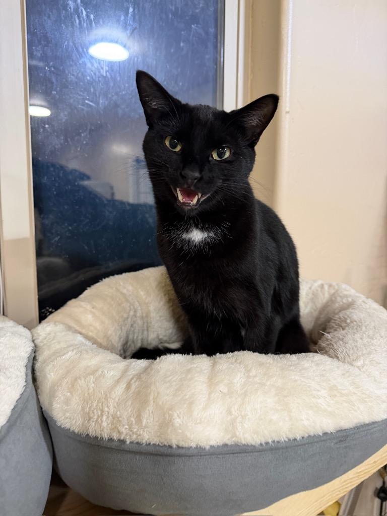 Enlarge Ace, a Adoptable mixed breed in La Verkin, UT image 2/2