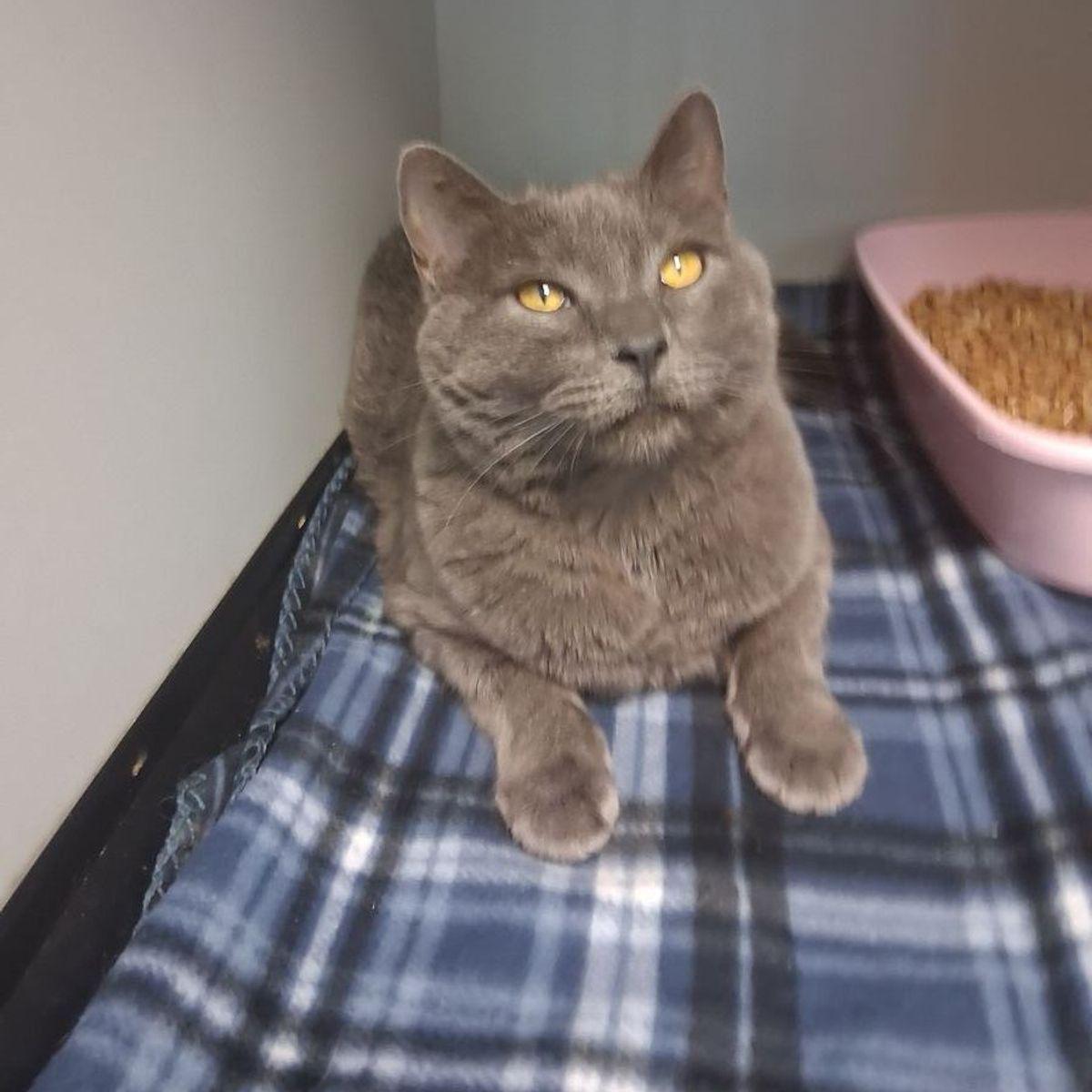 Smokie, Adoptable, Adult Female Russian Blue.