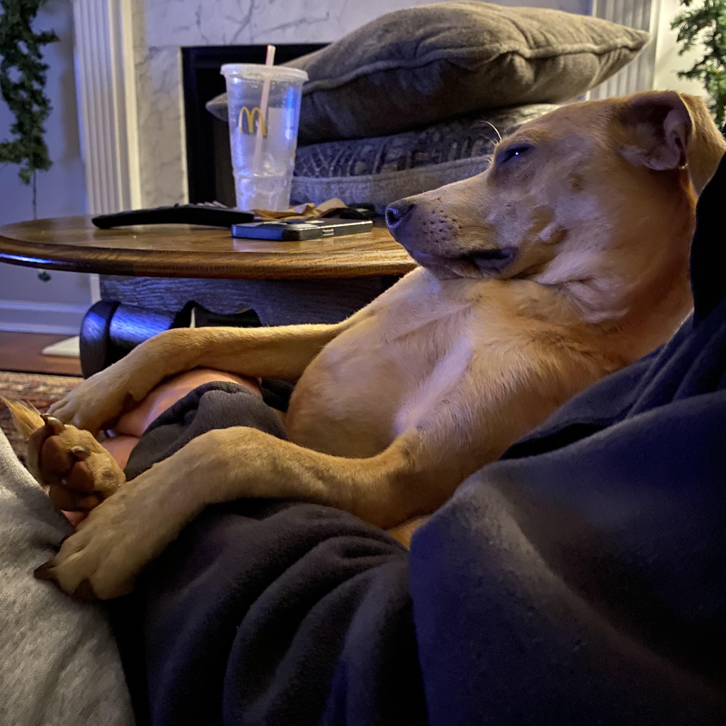 Bearr, a ADOPTABLE mixed breed in Sanford, NC image 4/6