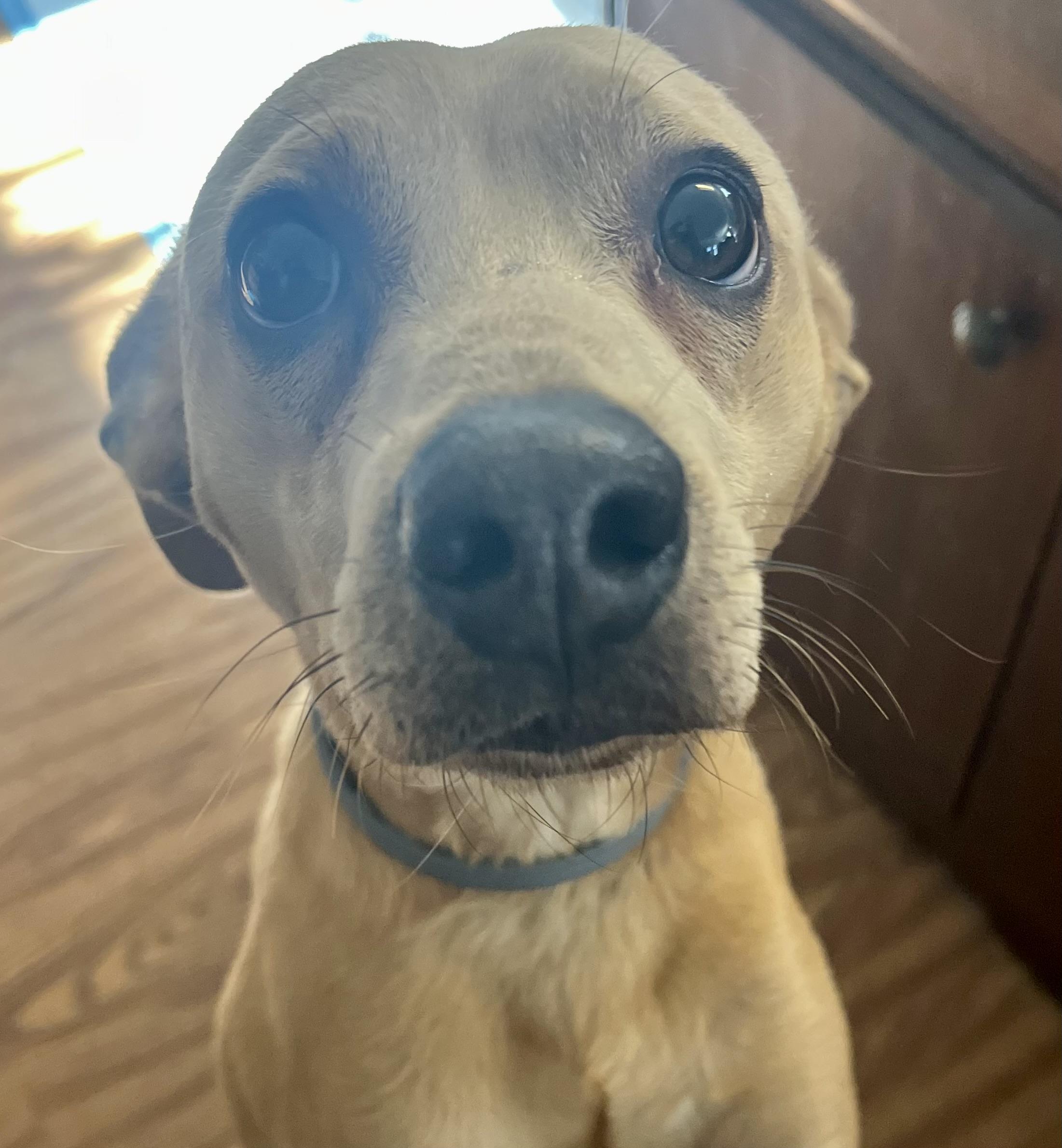 Enlarge Bearr, a ADOPTABLE mixed breed in Sanford, NC image 2/5