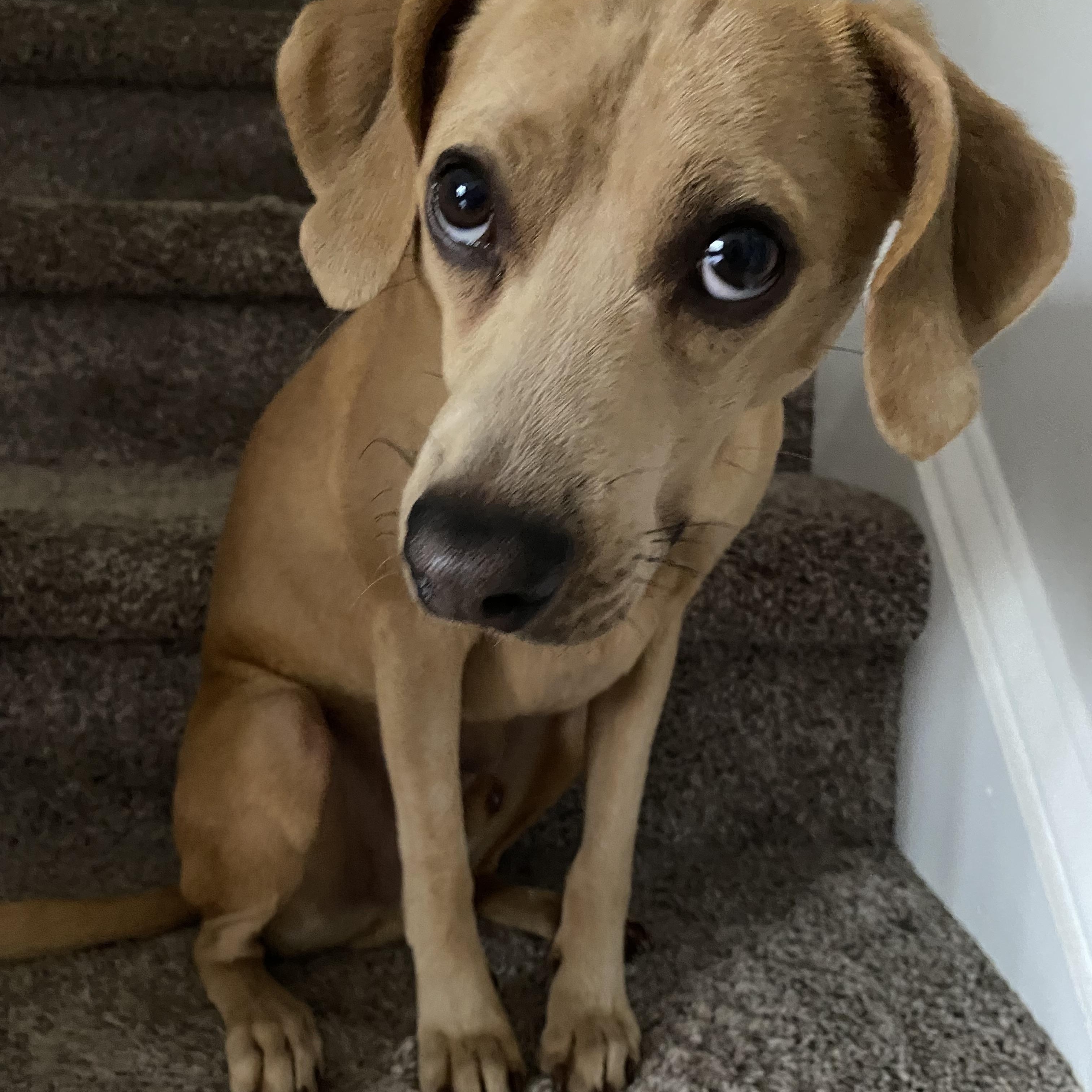 Bearr, ADOPTABLE, Adult Male Beagle & Chihuahua.