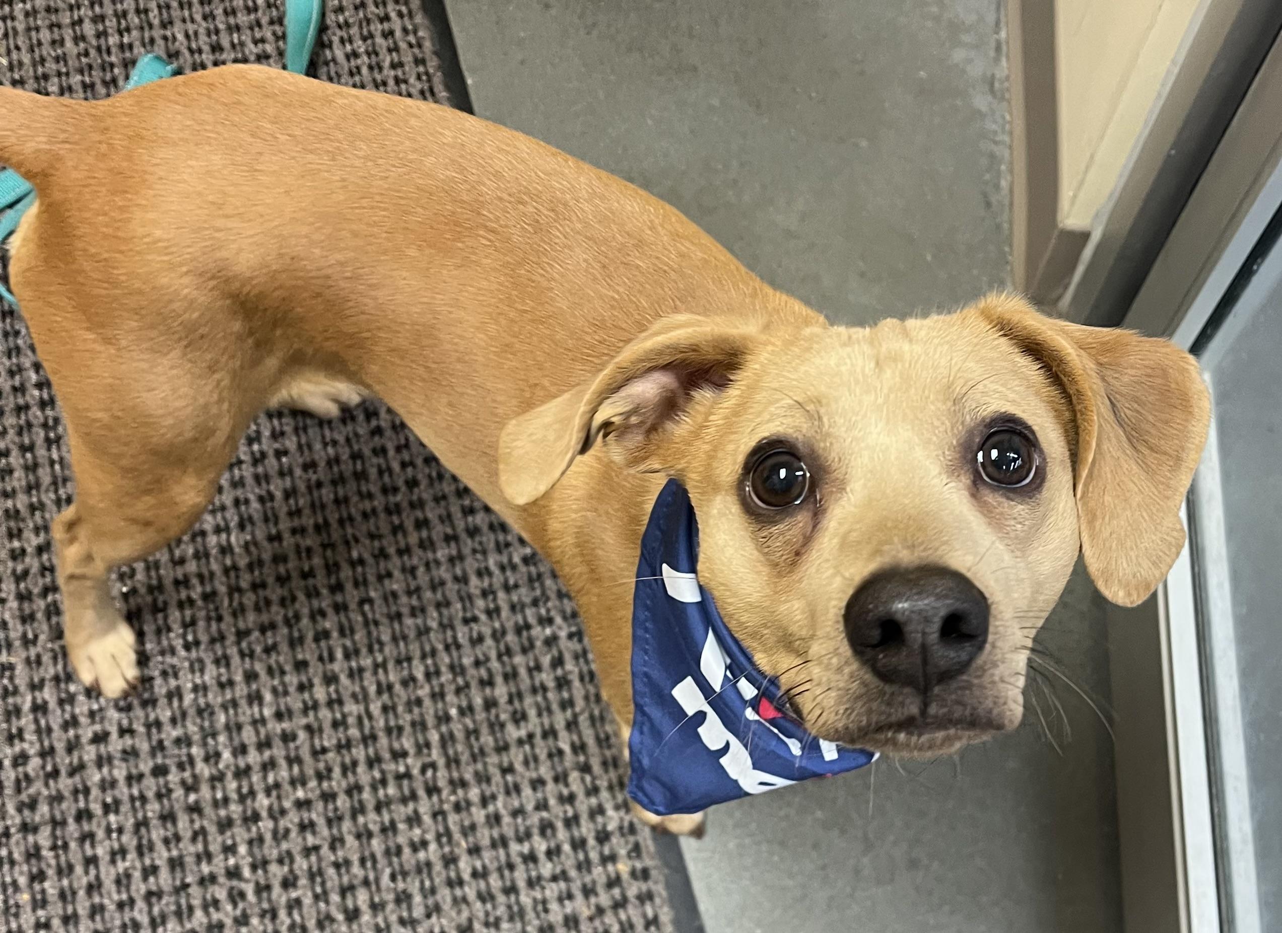 Enlarge Bearr, a ADOPTABLE mixed breed in Sanford, NC image 4/5