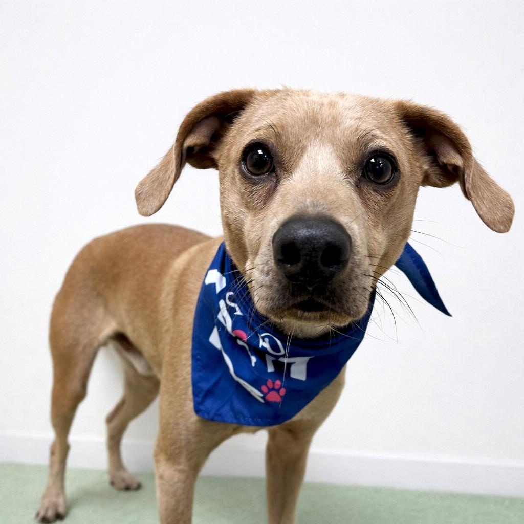 Enlarge Bearr, a ADOPTABLE mixed breed in Sanford, NC image 1/5