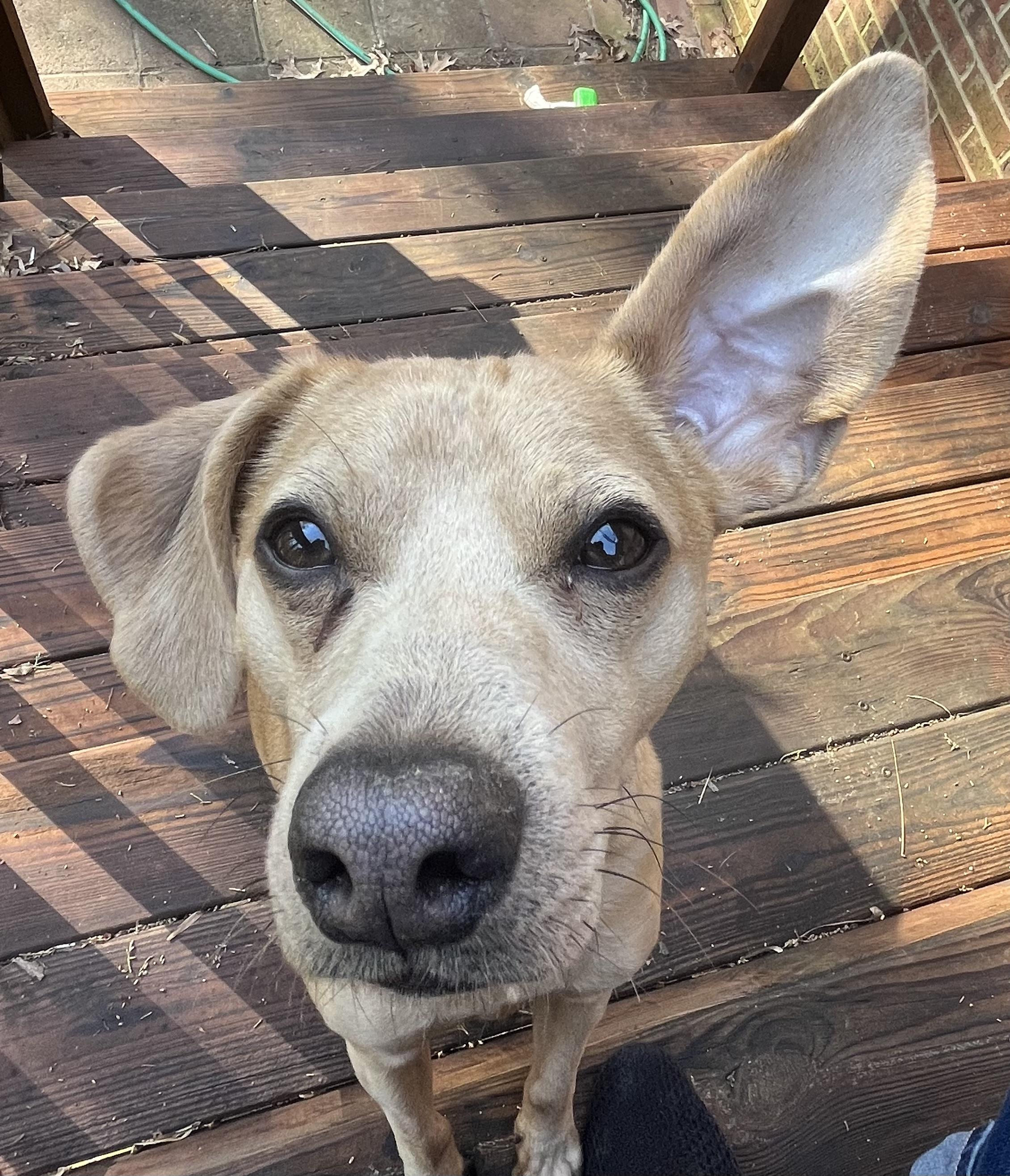 Bearr, a ADOPTABLE mixed breed in Sanford, NC image 6/6