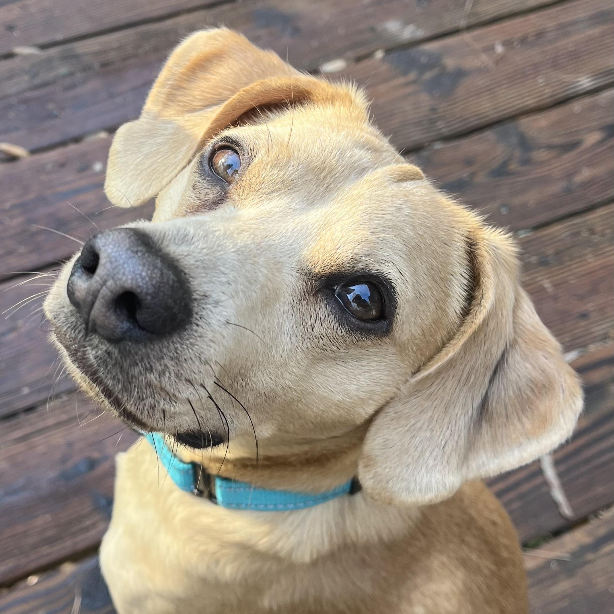 Bearr, ADOPTABLE, Adult Male Beagle & Chihuahua.