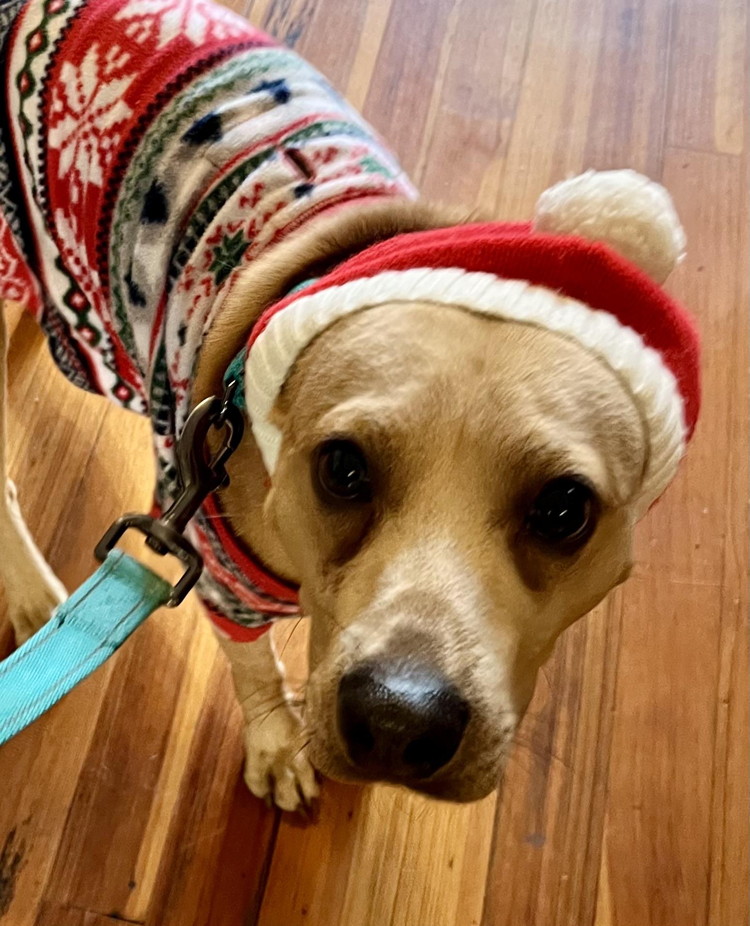 Enlarge Bearr, a ADOPTABLE mixed breed in Sanford, NC image 3/5