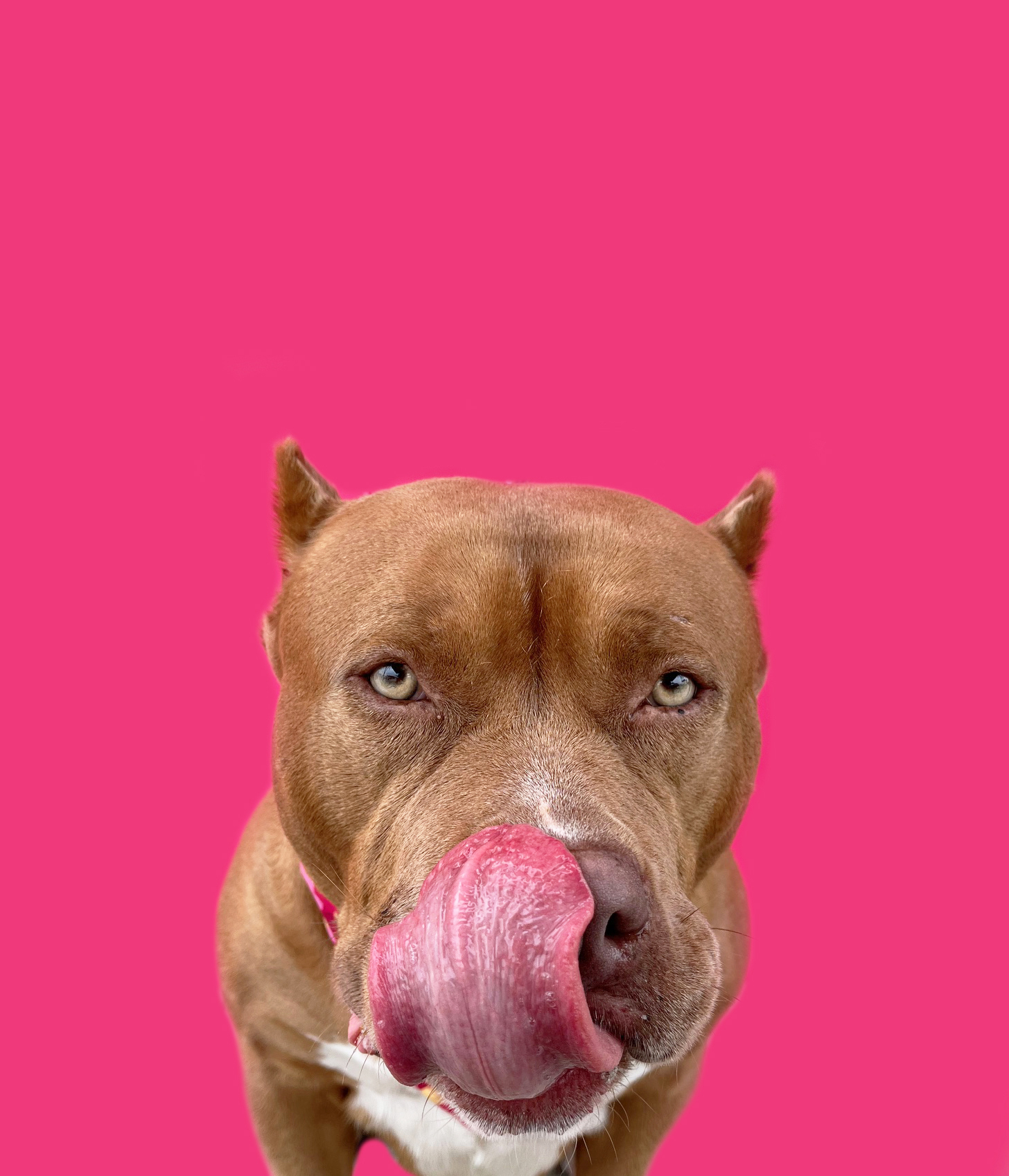Enlarge Mochi-ADOPT Me!, a Adopted American Bully in Studio City, CA image 5/5