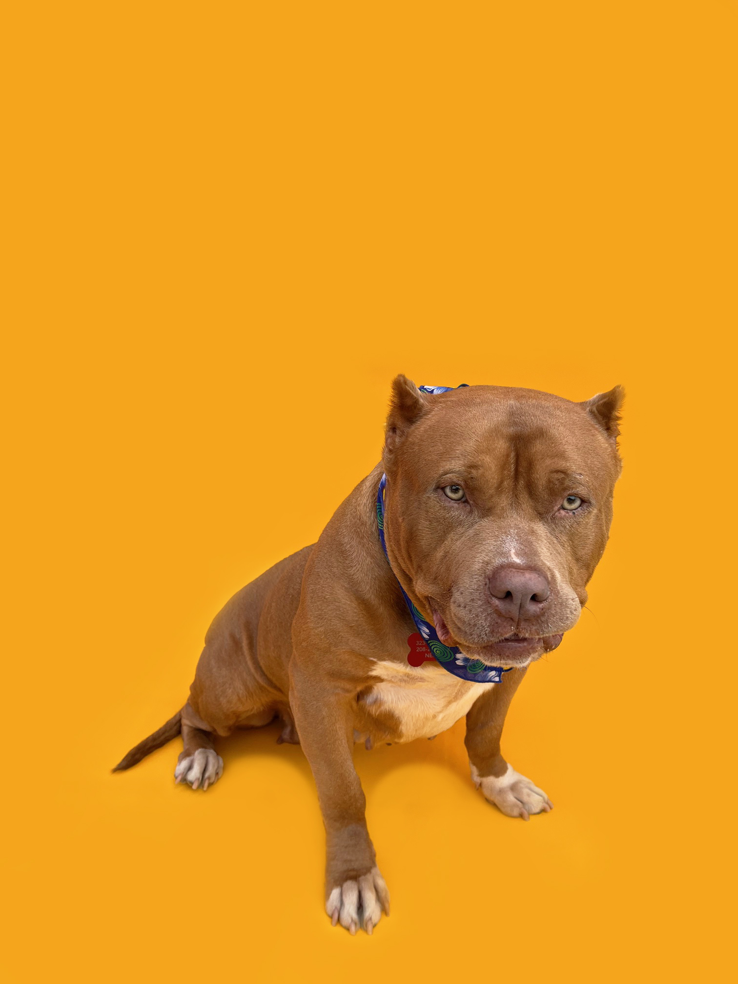 Enlarge Mochi-ADOPT Me!, a Adopted American Bully in Studio City, CA image 2/5