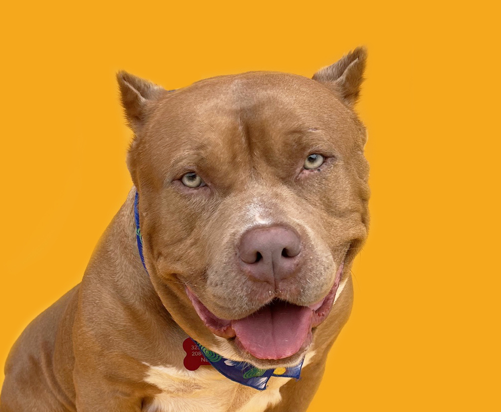 Enlarge Mochi-ADOPT Me!, a Adopted American Bully in Studio City, CA image 1/5