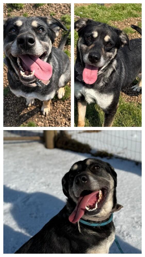 Zoey, Adoptable, Adult Female German Shepherd Dog.
