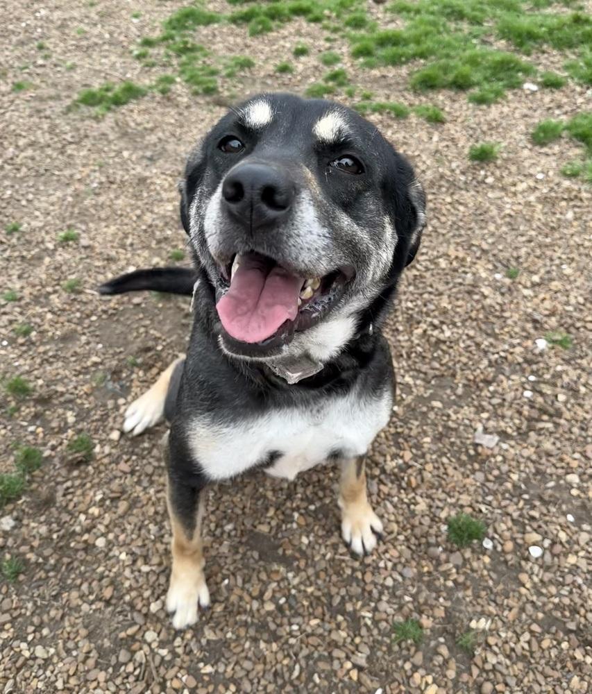 Enlarge Zoey, a Adoptable mixed breed in Lexington, TN image 1/6