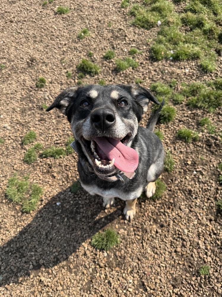 Enlarge Zoey, a Adoptable mixed breed in Lexington, TN image 2/6