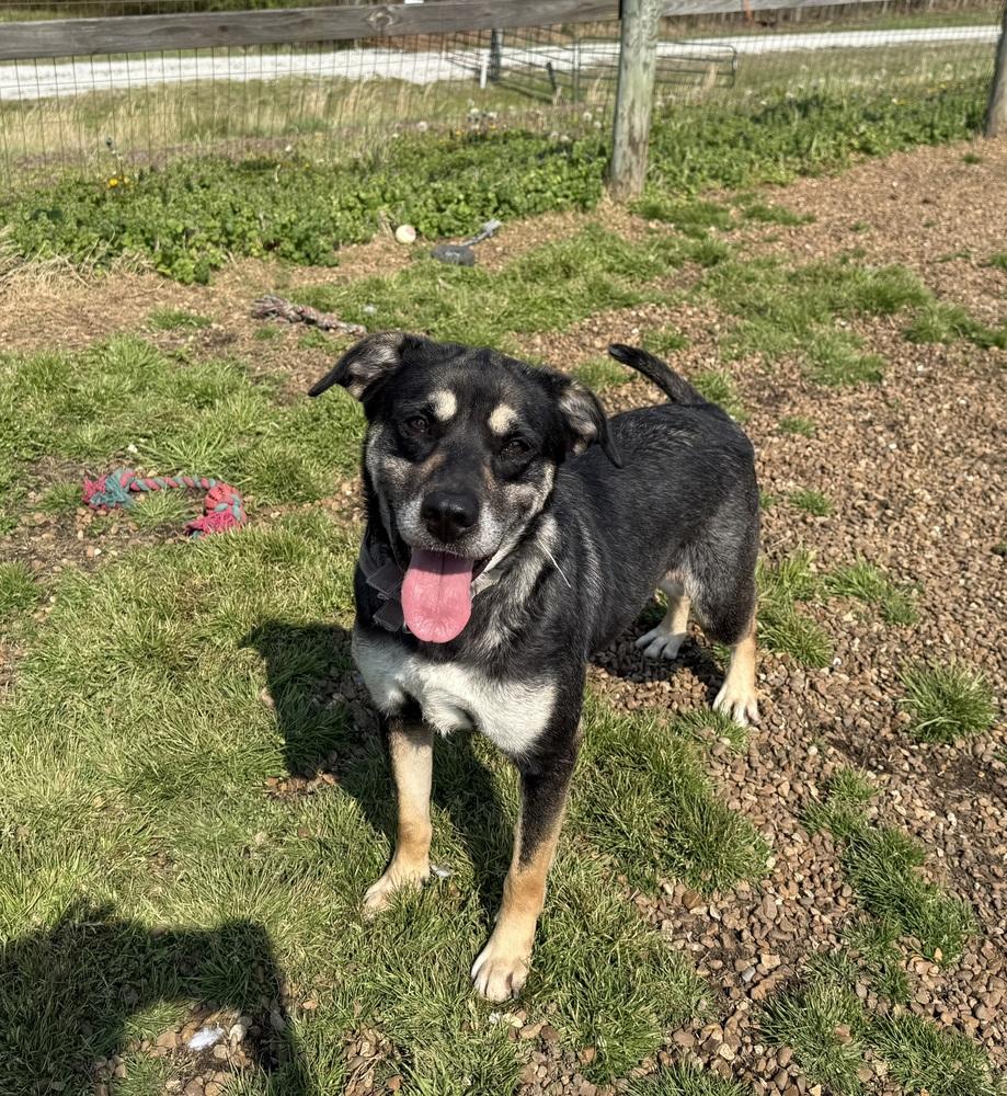 Enlarge Zoey, a Adoptable mixed breed in Lexington, TN image 3/6
