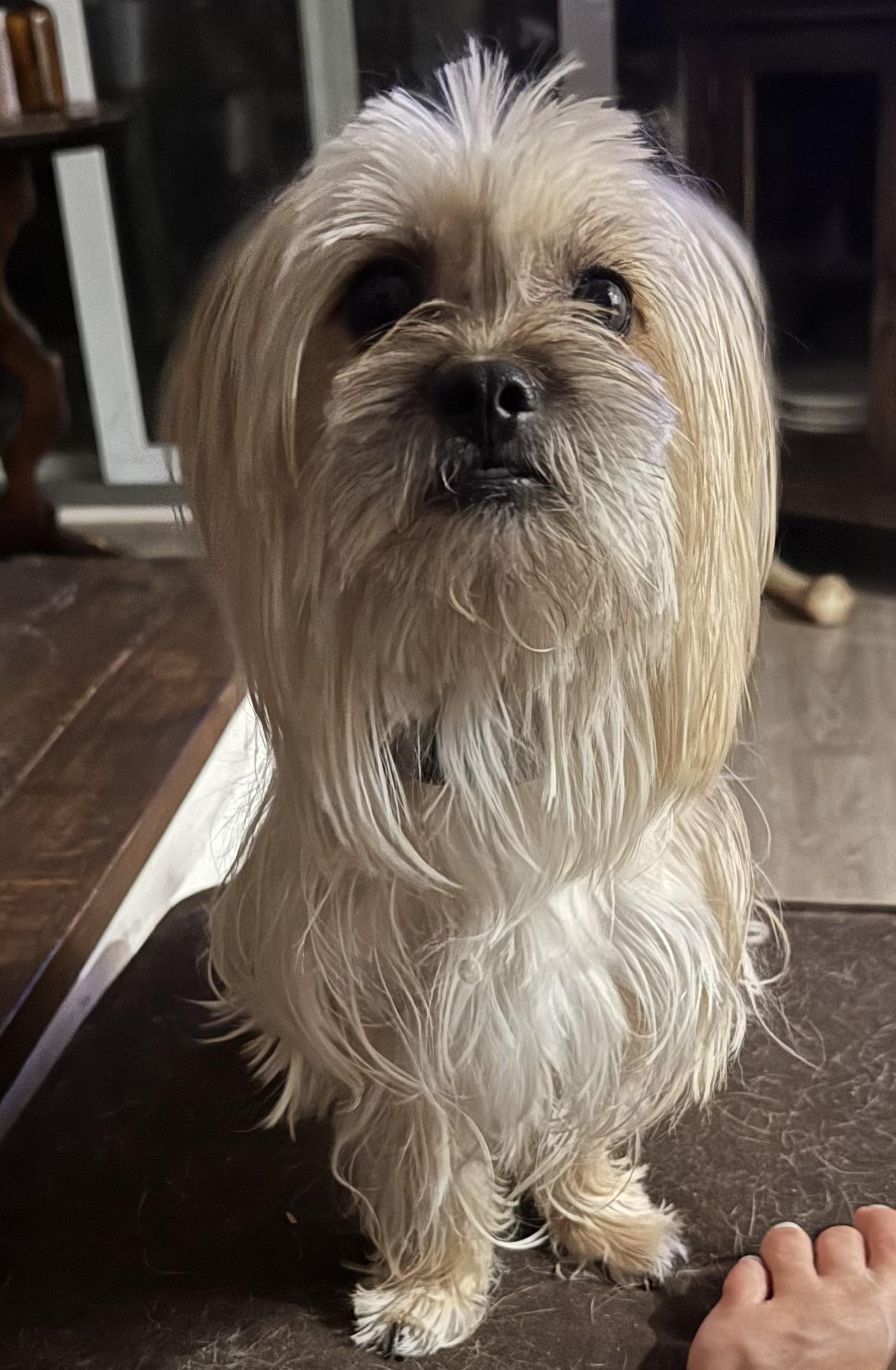 Teddy, adopted, Adult Male Yorkshire Terrier & Shih Tzu.