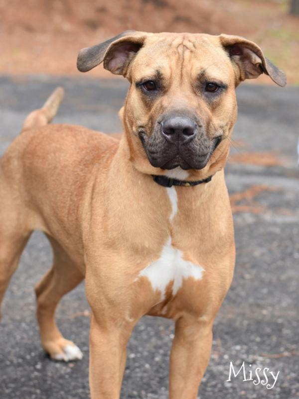 Enlarge Missy, a Adoptable mixed breed in Sioux City, IA image 1/2