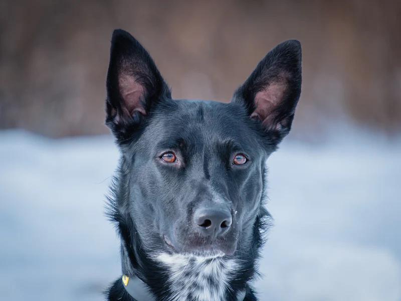 Enlarge Whiskey, a ADOPTABLE mixed breed in Pointe-Fortune, QC image 4/4