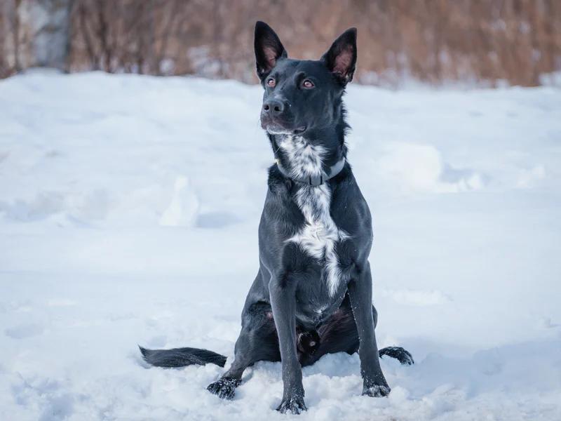 Enlarge Whiskey, a ADOPTABLE mixed breed in Pointe-Fortune, QC image 3/4
