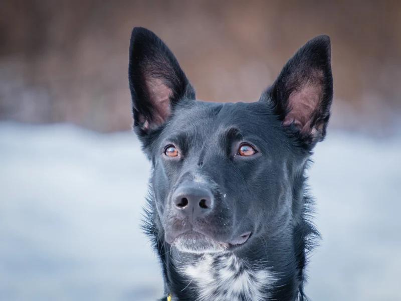 Enlarge Whiskey, a ADOPTABLE mixed breed in Pointe-Fortune, QC image 1/4