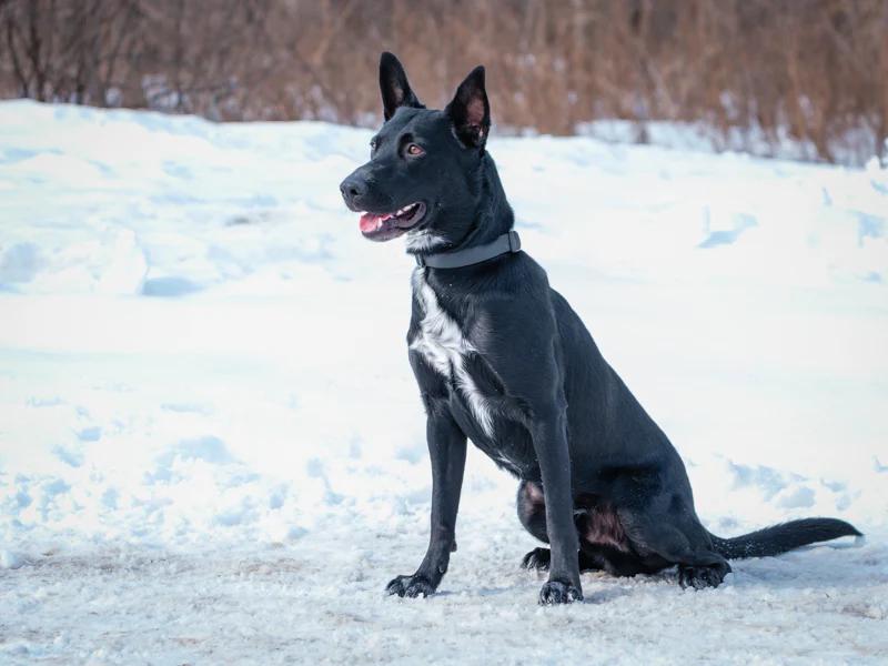 Enlarge Whiskey, a ADOPTABLE mixed breed in Pointe-Fortune, QC image 2/4