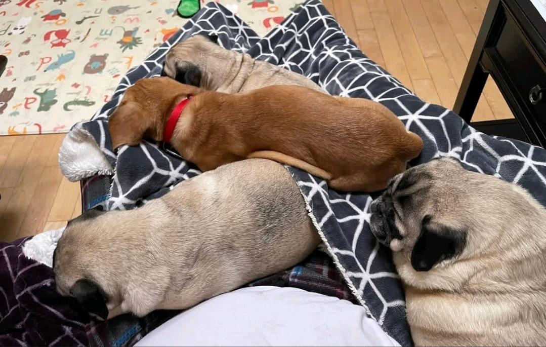 Enlarge Sir Benedict Cadbury, a ADOPTABLE Puggle in Torrington, CT image 5/6