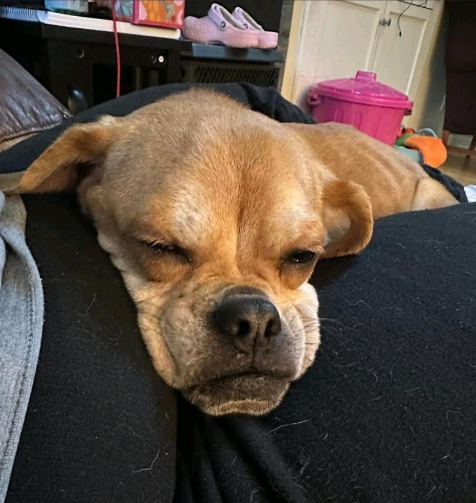 Enlarge Sir Benedict Cadbury, a ADOPTABLE Puggle in Torrington, CT image 4/6