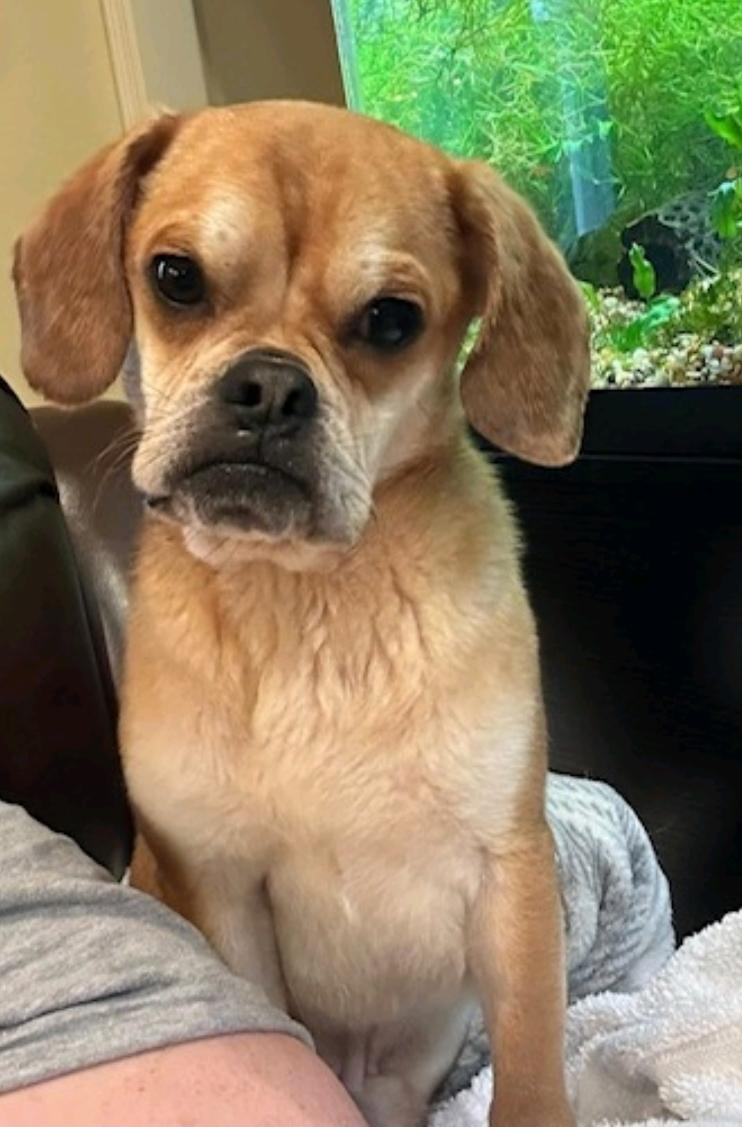 Enlarge Sir Benedict Cadbury, a ADOPTABLE Puggle in Torrington, CT image 3/6