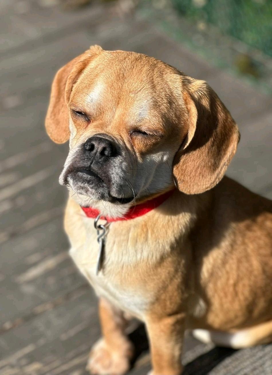 Enlarge Sir Benedict Cadbury-Puggle (pug/beagle), a ADOPTABLE mixed breed in Torrington, CT image 6/6