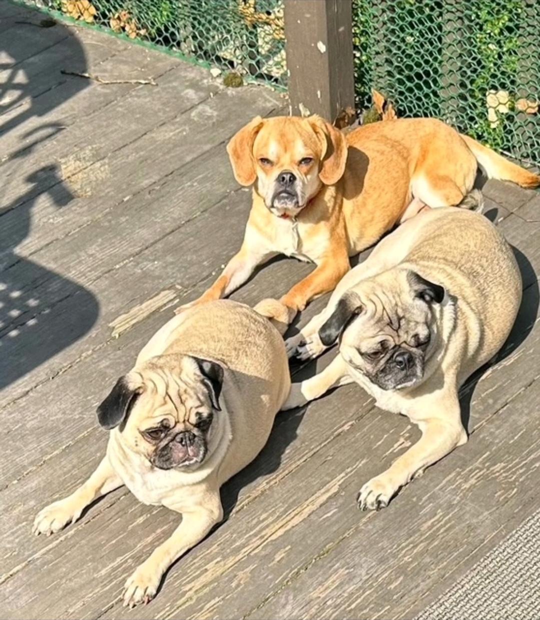 Enlarge Sir Benedict Cadbury-Puggle (pug/beagle), a ADOPTABLE mixed breed in Torrington, CT image 5/6
