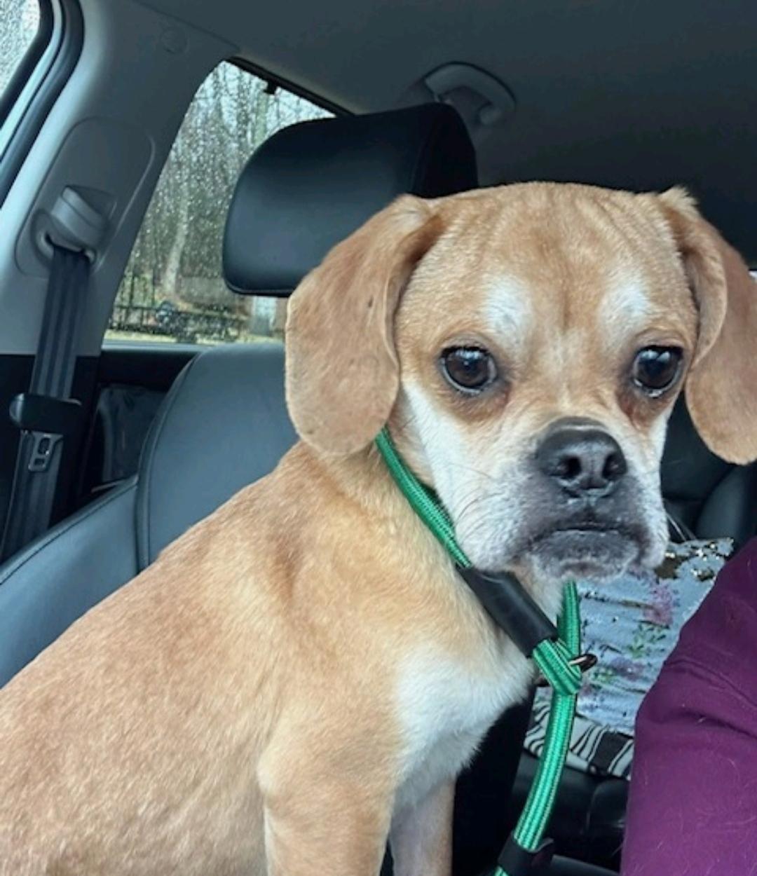Sir Benedict Cadbury-Puggle (pug/beagle), ADOPTABLE, Young Male Puggle & Beagle.