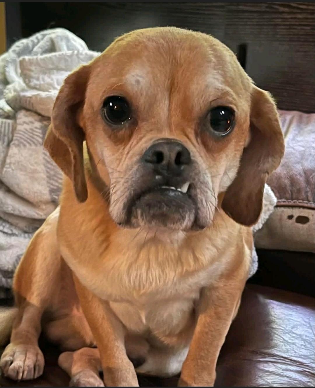 Sir Benedict Cadbury, ADOPTABLE, Young Male Puggle.
