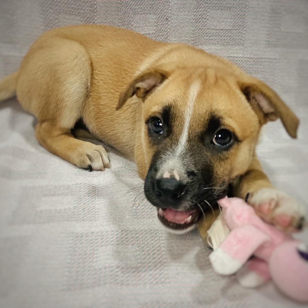 Bessie Lou, a Adoptable mixed breed in Cabot, AR image 1/4
