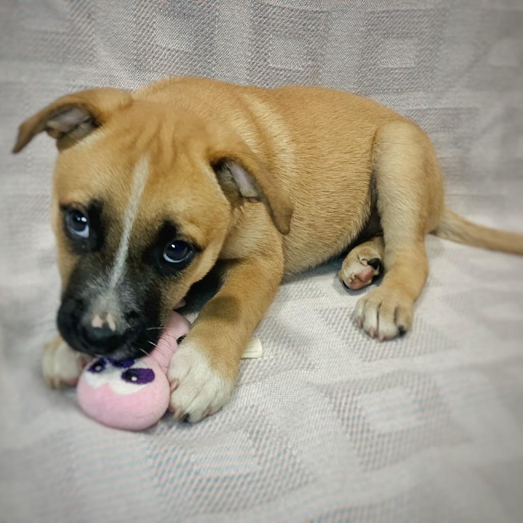 Bessie Lou, a Adoptable mixed breed in Cabot, AR image 2/4