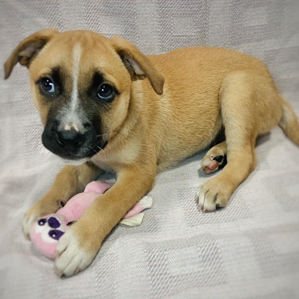 Bessie Lou, a Adoptable mixed breed in Cabot, AR image 3/4