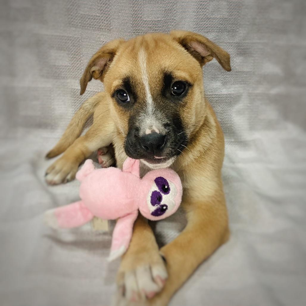Bessie Lou, a Adoptable mixed breed in Cabot, AR image 4/4
